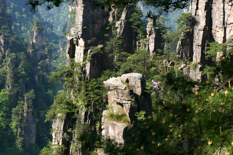 019-2867 湖南桑植天子山——龟王化石