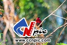 赤胸星雀(深红雀)(Crimson Finch (Neochmia phaeton))